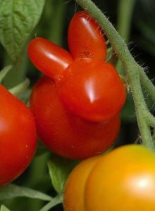 Bunny-Tomato-Funny-Vegetable-Picture.jpeg